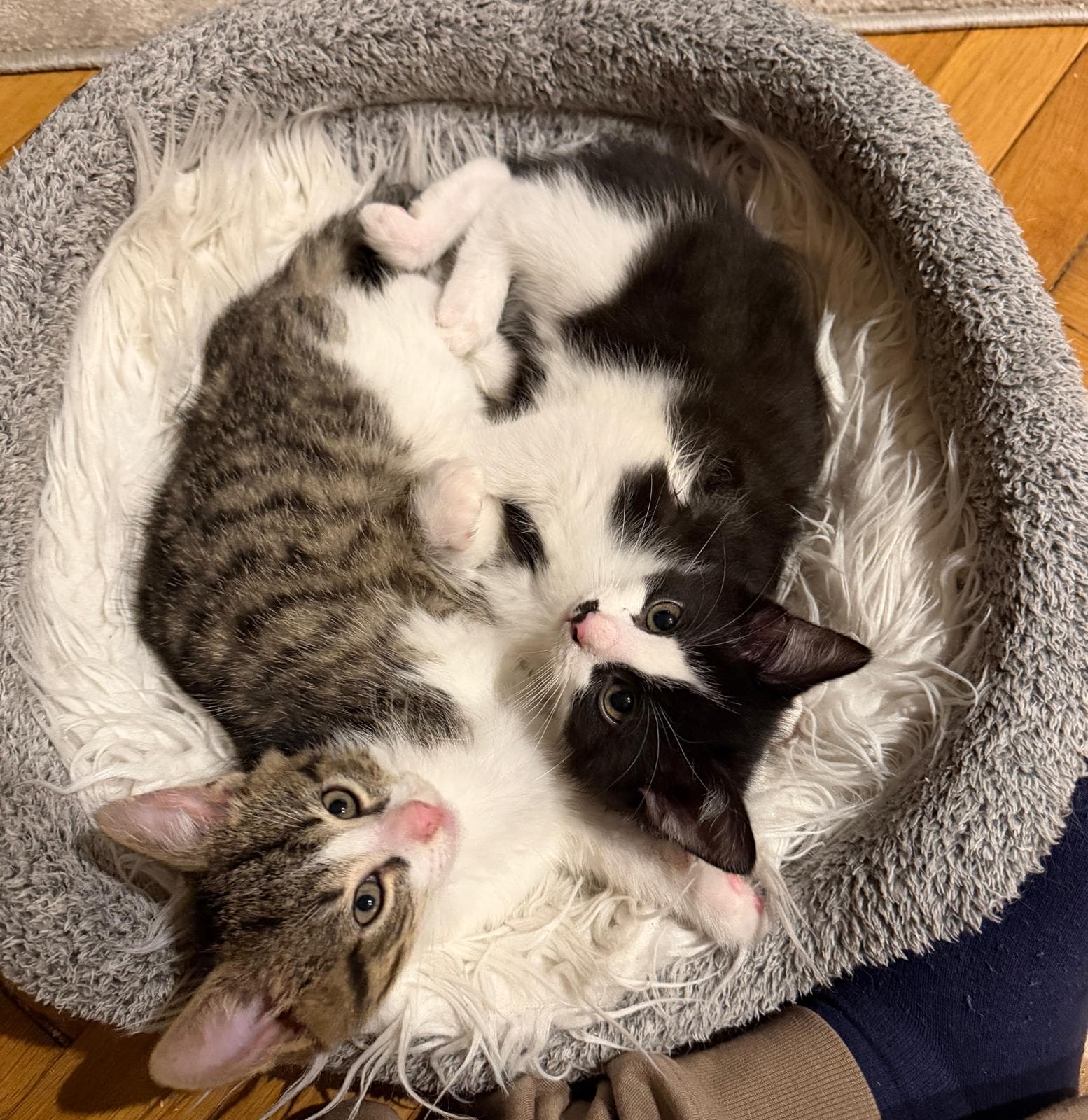 Whiskers Health rescue cat Monte & Carlo profile picture